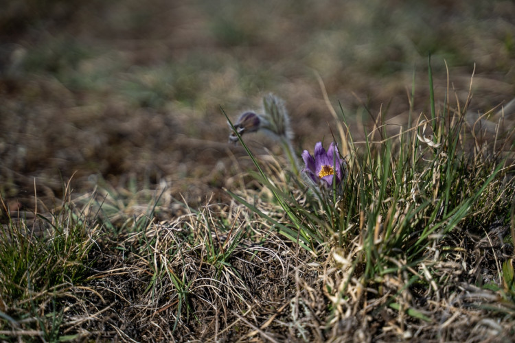 Koniklec velkokvětý u Trnávky na Třebíčsku