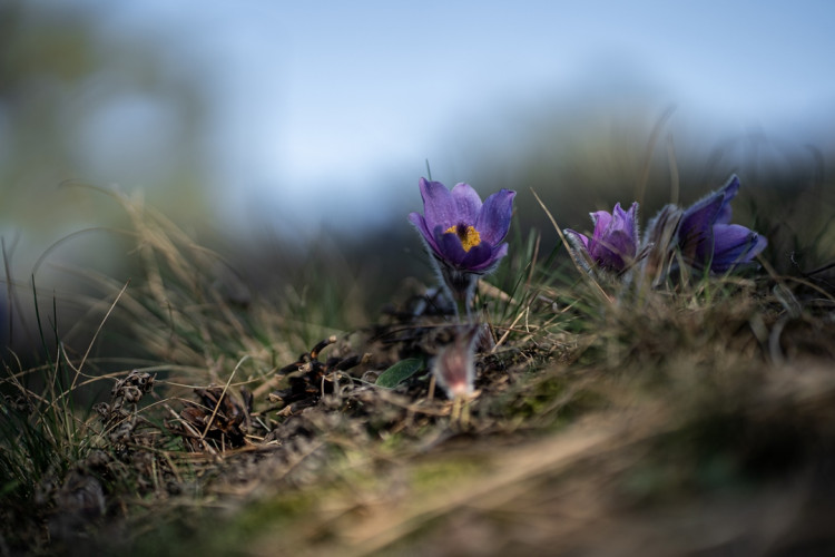 Koniklec velkokvětý u Trnávky na Třebíčsku