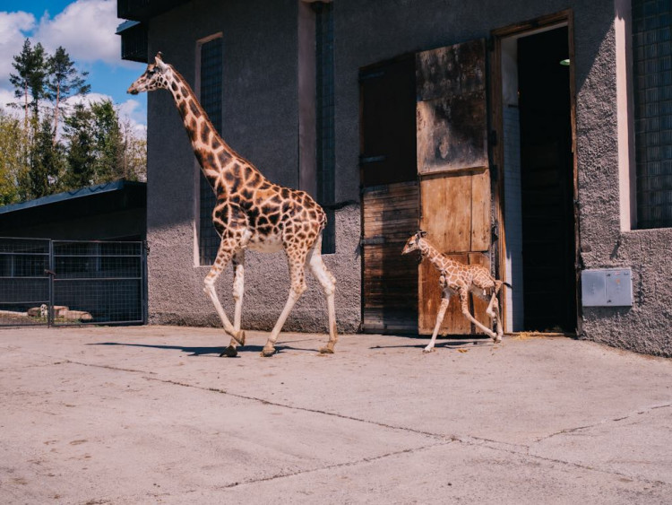 FOTOGALERIE: V olomoucké zoo se narodila žirafa. Toto jsou její první krůčky