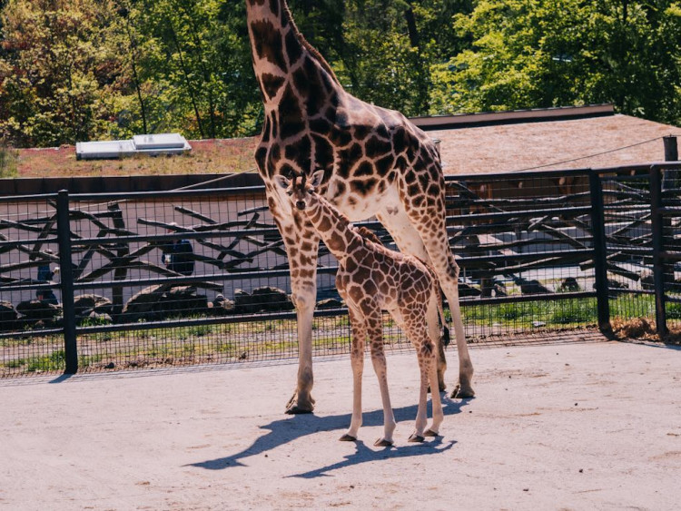 FOTOGALERIE: V olomoucké zoo se narodila žirafa. Toto jsou její první krůčky