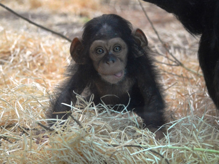 ZOO Plzeň a jeden z nejnovějších přírůstků, šimpanzí slečna Caila