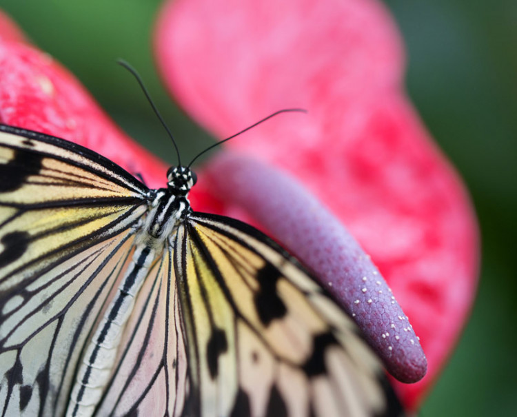 Motýlí dům Karlovy Vary