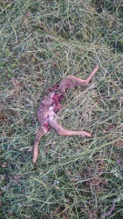 Každoročně zemřou na loukách stovky tisíc mláďat