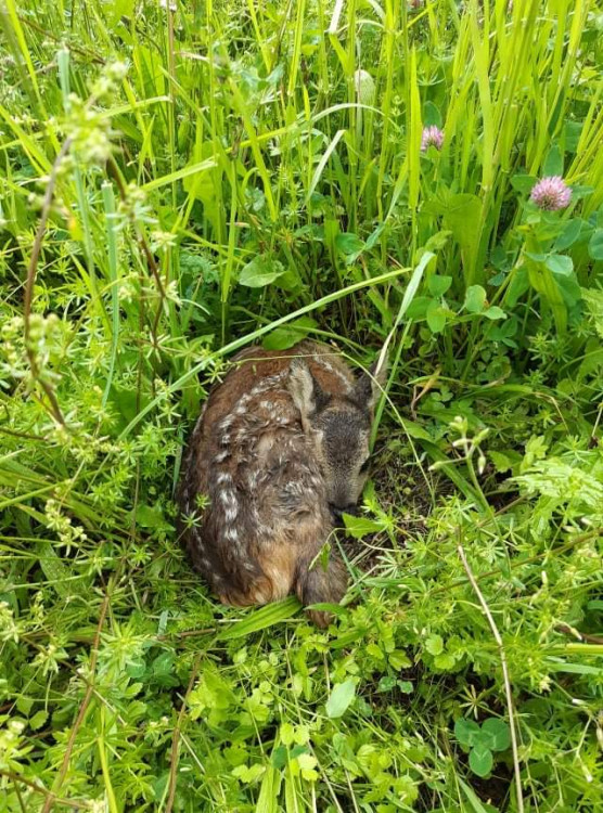 Každoročně zemřou na loukách stovky tisíc mláďat