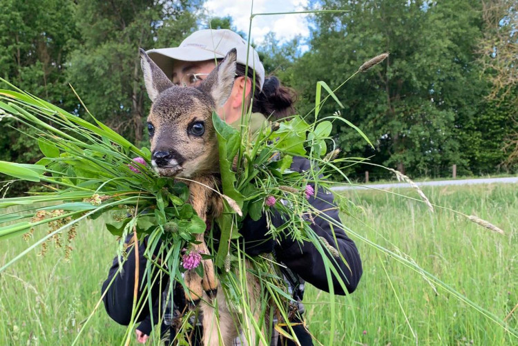 Každoročně zemřou na loukách stovky tisíc mláďat