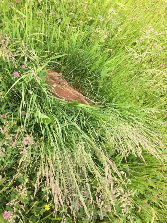 Každoročně zemřou na loukách stovky tisíc mláďat