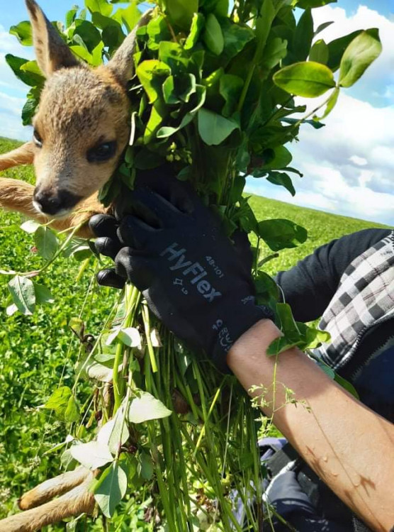 Každoročně zemřou na loukách stovky tisíc mláďat