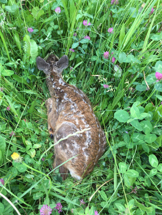 Každoročně zemřou na loukách stovky tisíc mláďat