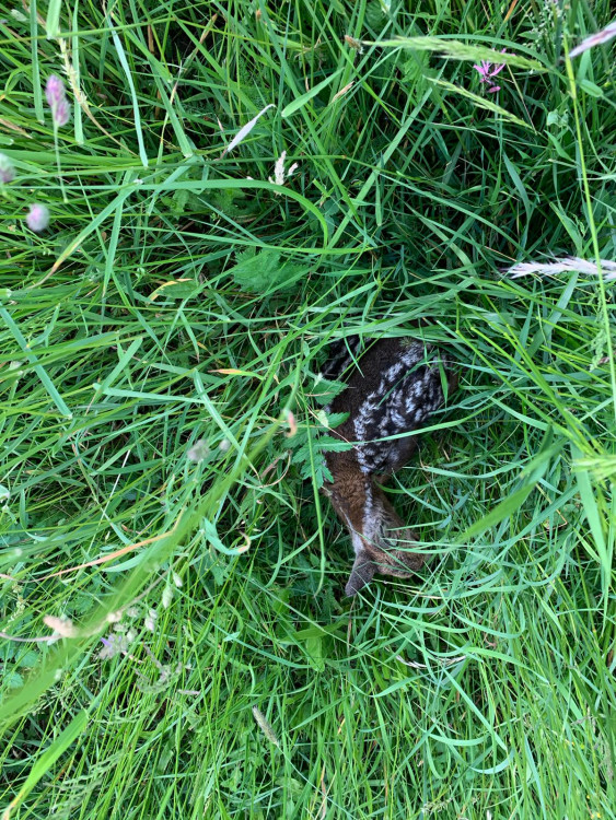 Každoročně zemřou na loukách stovky tisíc mláďat