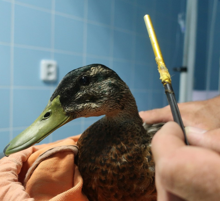 FOTOGALERIE: Odchyt kačera s hlavou prostřelenou šípem z kuše
