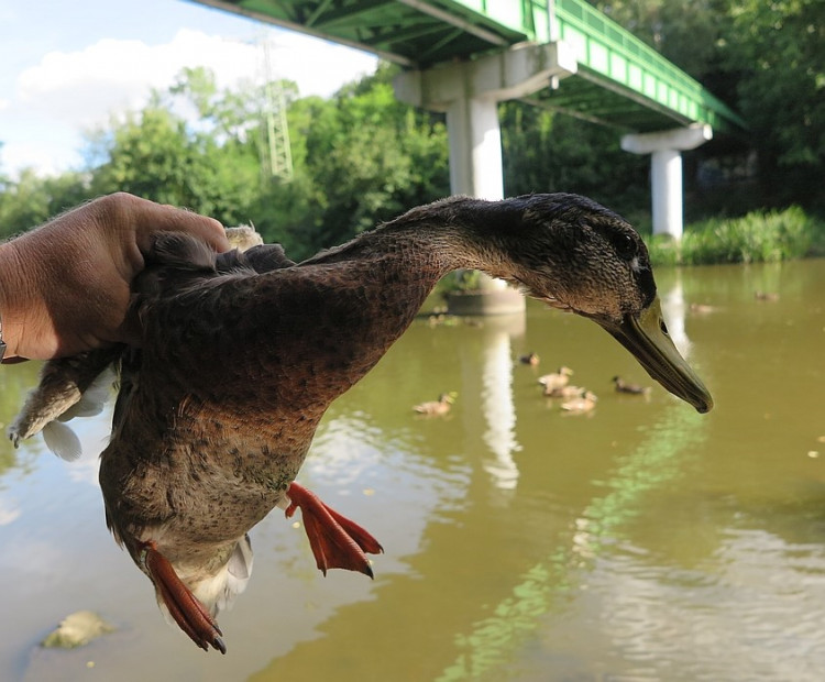 FOTOGALERIE: Odchyt kačera s hlavou prostřelenou šípem z kuše