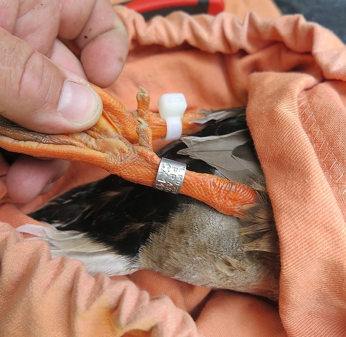 FOTOGALERIE: Odchyt kačera s hlavou prostřelenou šípem z kuše