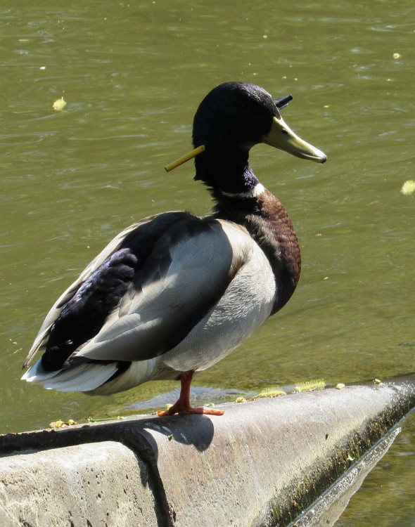 FOTOGALERIE: Odchyt kačera s hlavou prostřelenou šípem z kuše