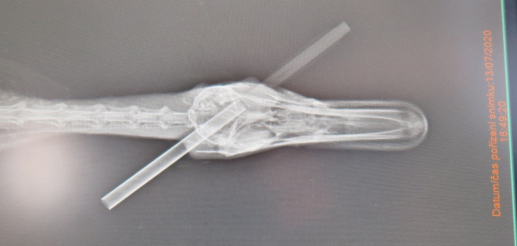 FOTOGALERIE: Odchyt kačera s hlavou prostřelenou šípem z kuše