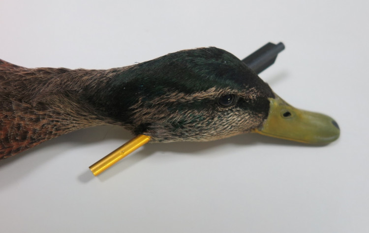 FOTOGALERIE: Odchyt kačera s hlavou prostřelenou šípem z kuše