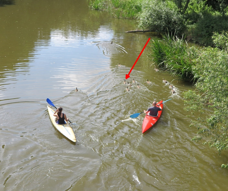 FOTOGALERIE: Odchyt kačera s hlavou prostřelenou šípem z kuše