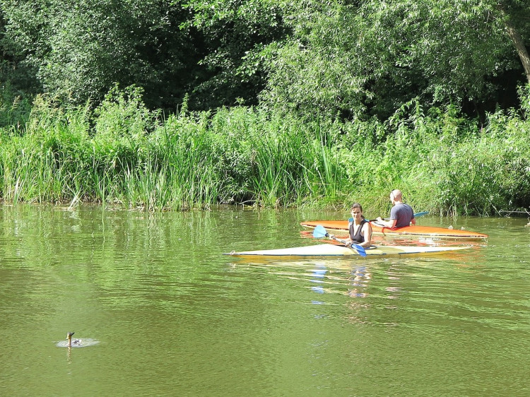 FOTOGALERIE: Odchyt kačera s hlavou prostřelenou šípem z kuše