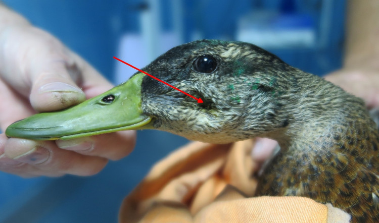 FOTOGALERIE: Odchyt kačera s hlavou prostřelenou šípem z kuše