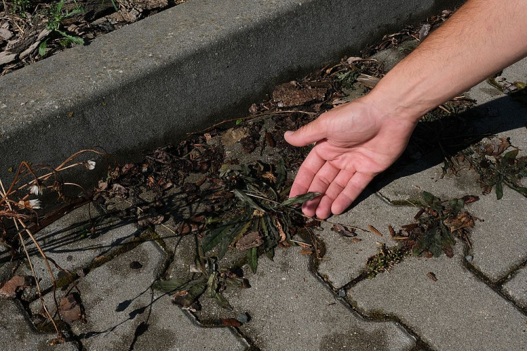 FOTOGALERIE: Ekologická likvidace plevele