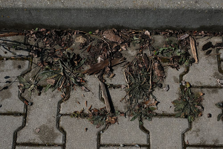 FOTOGALERIE: Ekologická likvidace plevele