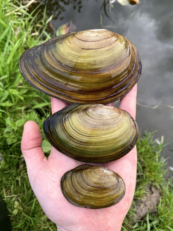 FOTOGALERIE: Transfer živočichů z vypuštěné Borské přehrady