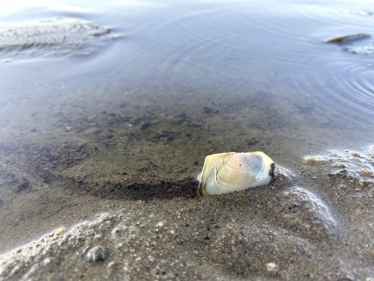 FOTOGALERIE: Transfer živočichů z vypuštěné Borské přehrady
