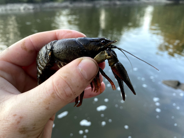 FOTOGALERIE: Transfer živočichů z vypuštěné Borské přehrady