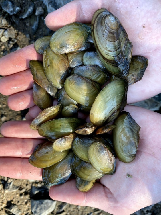 FOTOGALERIE: Transfer živočichů z vypuštěné Borské přehrady