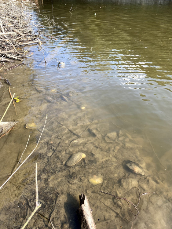 FOTOGALERIE: Transfer živočichů z vypuštěné Borské přehrady