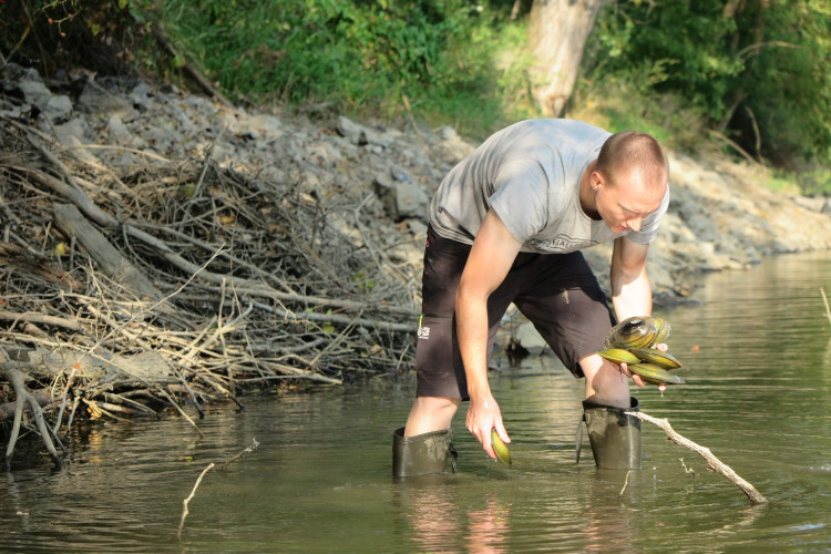 FOTOGALERIE: Transfer živočichů z vypuštěné Borské přehrady