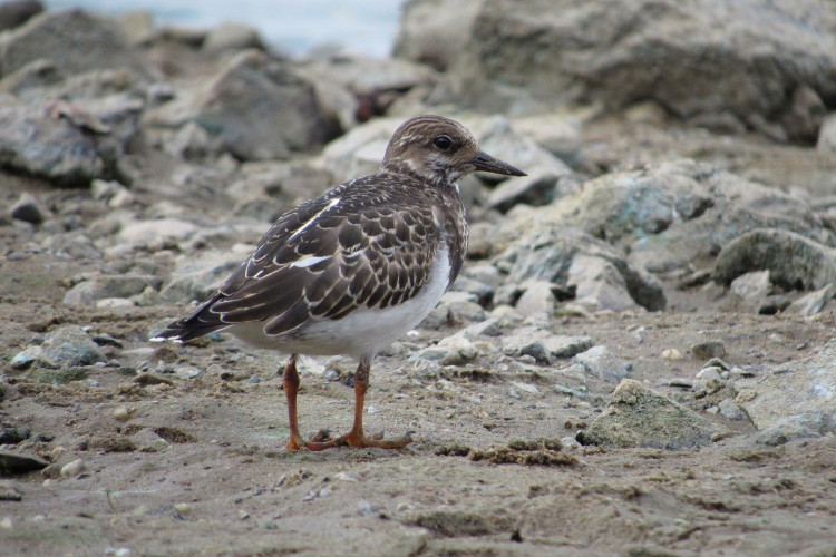 FOTOGALERIE: Transfer živočichů z vypuštěné Borské přehrady