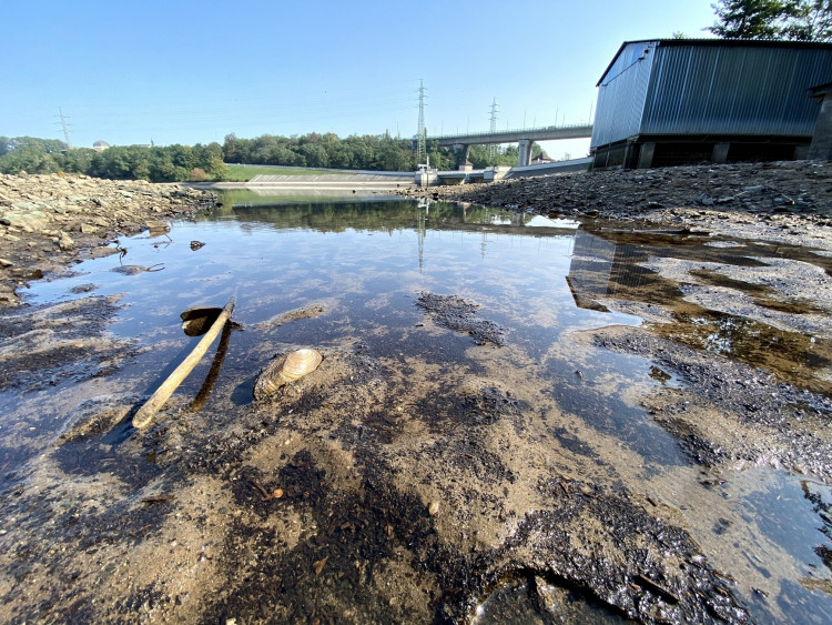 FOTOGALERIE: Transfer živočichů z vypuštěné Borské přehrady