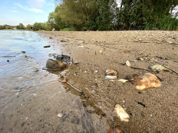 FOTOGALERIE: Transfer živočichů z vypuštěné Borské přehrady