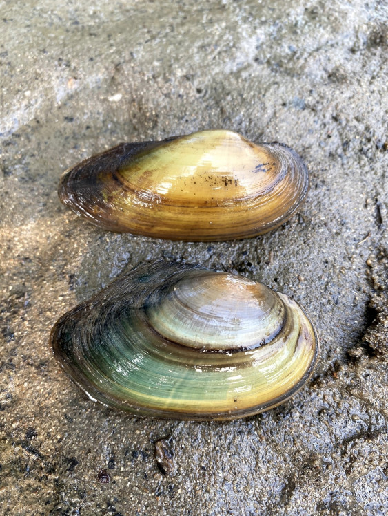 FOTOGALERIE: Transfer živočichů z vypuštěné Borské přehrady