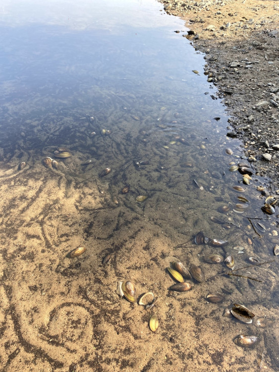 FOTOGALERIE: Transfer živočichů z vypuštěné Borské přehrady