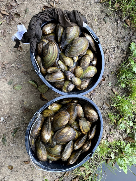 FOTOGALERIE: Transfer živočichů z vypuštěné Borské přehrady