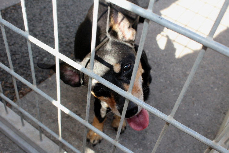 Oslavy 111 let MHD v Jihlavě