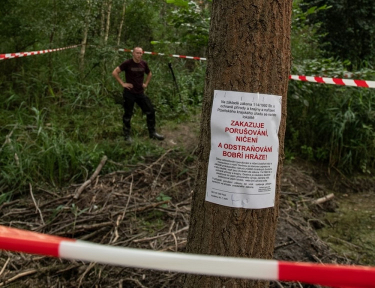 FOTOGALERIE: Zničené bobří hráze u Nýřan a jejich následná oprava