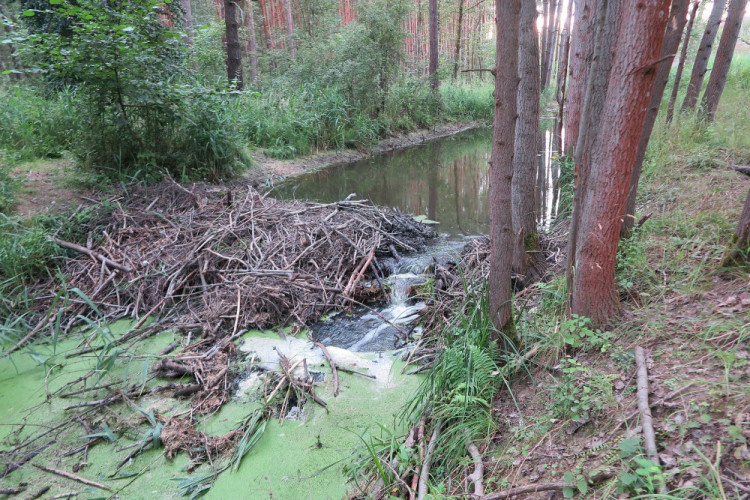 FOTOGALERIE: Zničené bobří hráze u Nýřan a jejich následná oprava