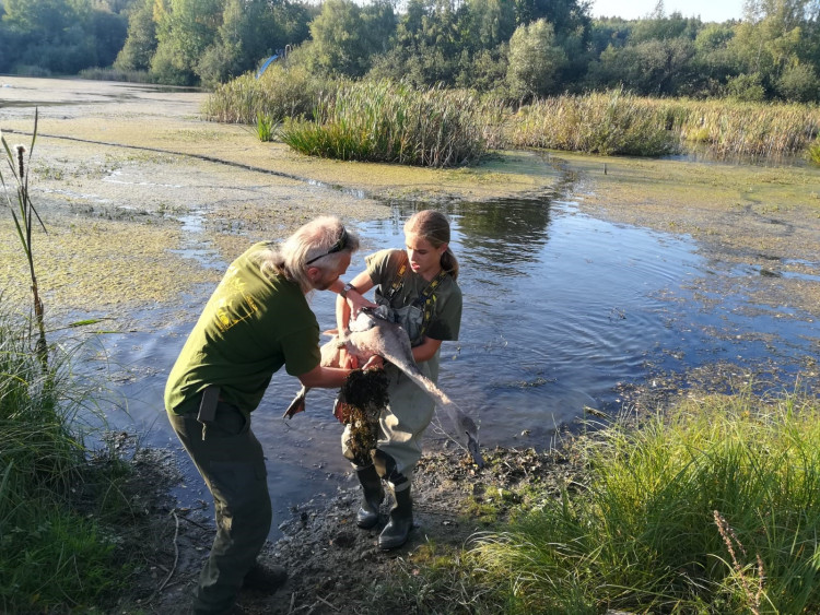FOTOGALERIE: Labutě zraňují rybářské háčky a vlasce