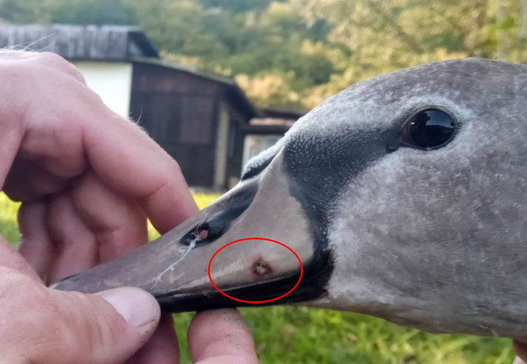 FOTOGALERIE: Labutě zraňují rybářské háčky a vlasce