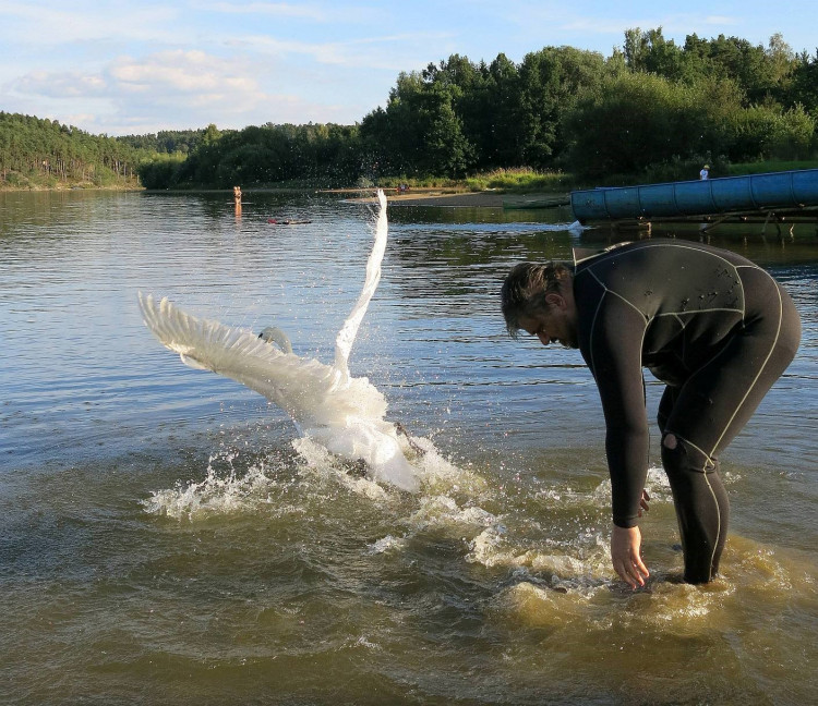 FOTOGALERIE: Labutě zraňují rybářské háčky a vlasce