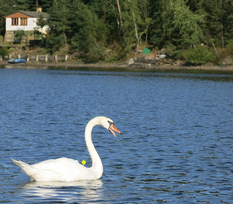 FOTOGALERIE: Labutě zraňují rybářské háčky a vlasce