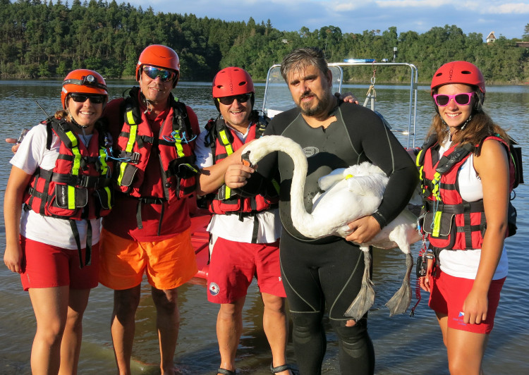 FOTOGALERIE: Labutě zraňují rybářské háčky a vlasce