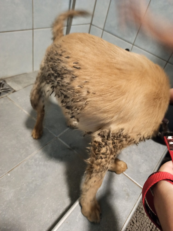 Psi žijící v nevyhovujících podmínkách