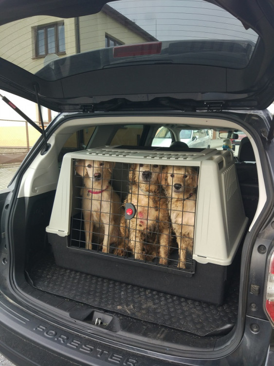 Psi žijící v nevyhovujících podmínkách