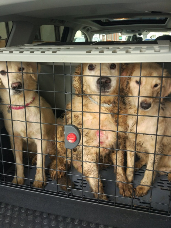 Psi žijící v nevyhovujících podmínkách