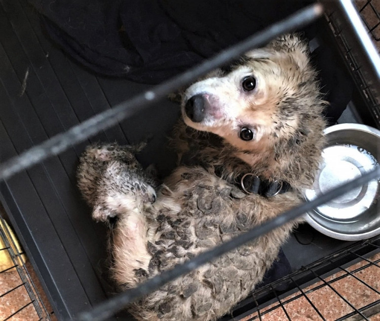 Psi žijící v nevyhovujících podmínkách