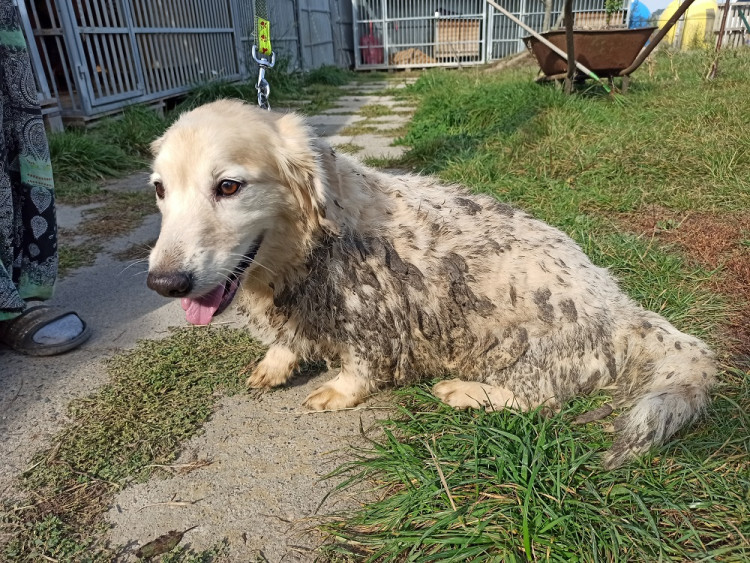 Psi žijící v nevyhovujících podmínkách