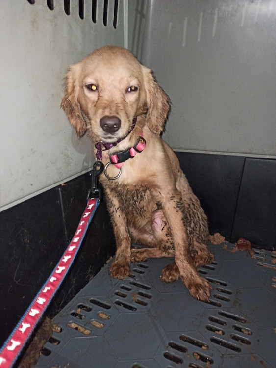 Psi žijící v nevyhovujících podmínkách